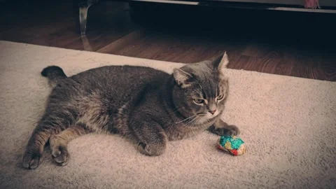 A cute gray british cat plays Stock Footage 290097666
