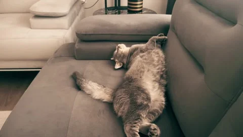 A cute gray british cat sleeping Stock Footage 287151599