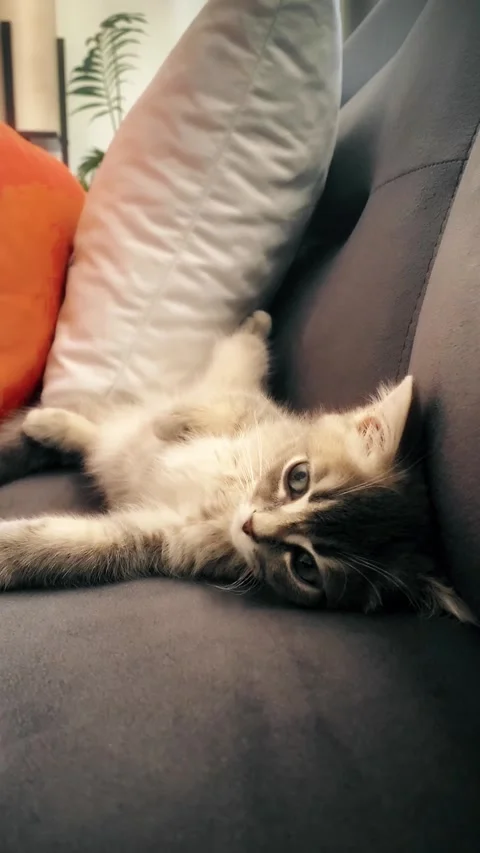 A cute gray british cat sleeping Stock Footage 287151626