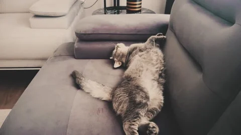 A cute gray british cat sleeping Stock Footage 287151632