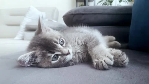 A cute gray british cat sleeping Stock Footage 287916461