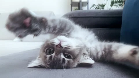 A cute gray british cat sleeping Stock Footage 287916517