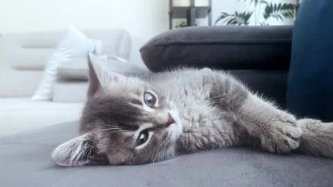 A cute gray british cat sleeping Stock Footage 287916520