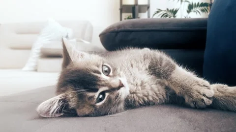 A cute gray british cat sleeping Stock Footage 287916619