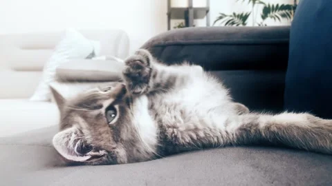 A cute gray british cat sleeping Stock Footage 287916685