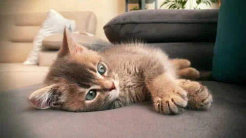 A cute gray british cat sleeping Stock Footage 287916705