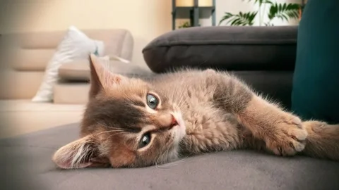 A cute gray british cat sleeping 스톡 동영상 287916786