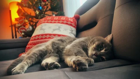 A cute gray british cat sleeping Stock Footage 287917996