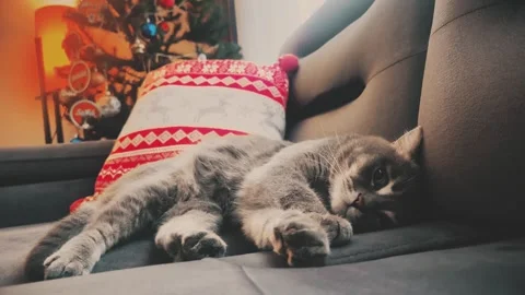 A cute gray british cat sleeping Stock Footage 287918054