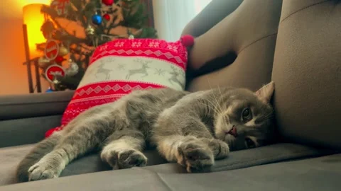 A cute gray british cat sleeping Stock Footage 287918190