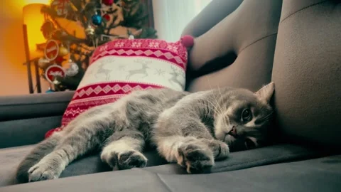 A cute gray british cat sleeping Stock Footage 287918288