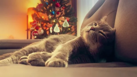 A cute gray british cat sleeping Stock Footage 287918314