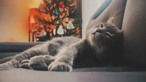 A cute gray british cat sleeping Stock Footage 287918388