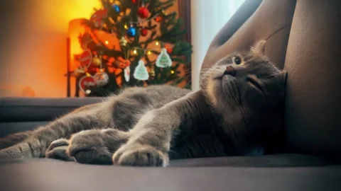 A cute gray british cat sleeping Stock Footage 287918389