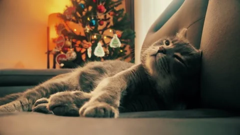 A cute gray british cat sleeping Stock Footage 287918520