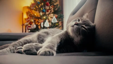 A cute gray british cat sleeping Stock Footage 287918525