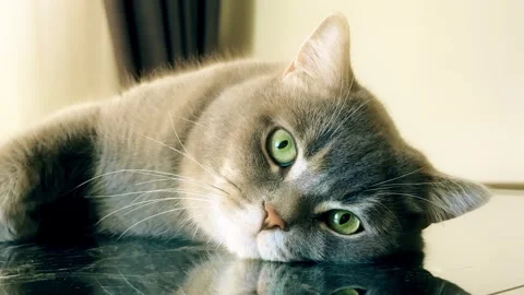 A cute gray british cat sleeping Stock Footage 287919590