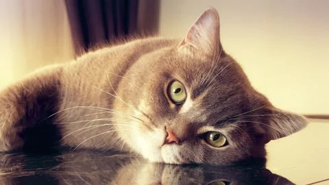 A cute gray british cat sleeping Stock Footage 287919676