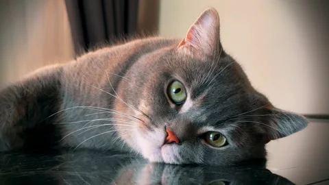 A cute gray british cat sleeping Stock Footage 287919728