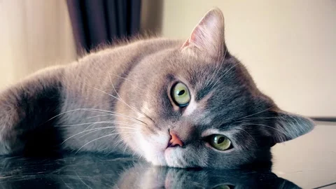 A cute gray british cat sleeping Stock Footage 287919893