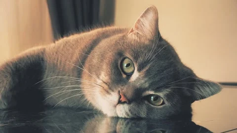 A cute gray british cat sleeping Stock Footage 287919979