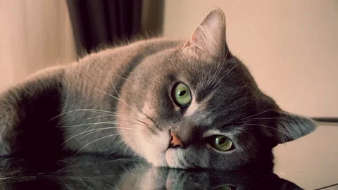A cute gray british cat sleeping 스톡 동영상 287920039