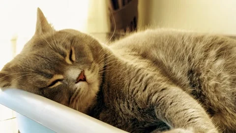 A cute gray british cat sleeping Stock Footage 287920098