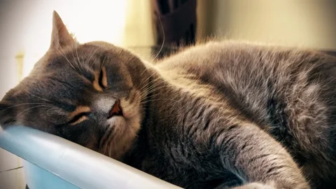 A cute gray british cat sleeping Stock Footage 287920141