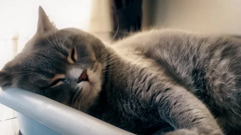 A cute gray british cat sleeping Stock Footage 287920196