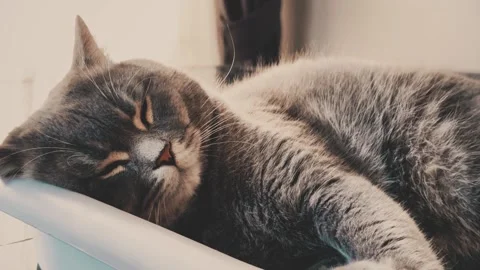 A cute gray british cat sleeping Stock Footage 287920198