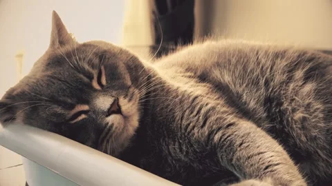 A cute gray british cat sleeping Stock Footage 287920286