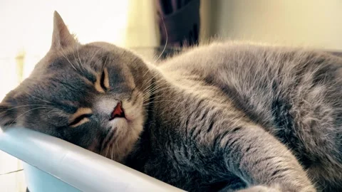A cute gray british cat sleeping Stock Footage 287920312