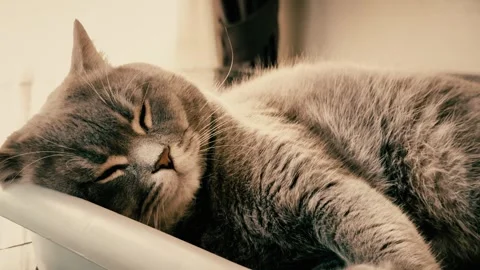 A cute gray british cat sleeping Stock Footage 287920366