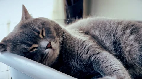 A cute gray british cat sleeping Stock Footage 287920461