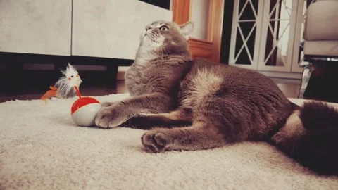 A cute gray british cat sleeping Stock Footage 287921796