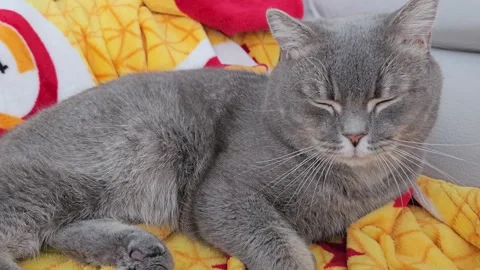 A cute gray british cat sleeps Stock Footage 290091995
