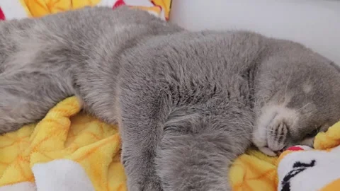 A cute gray british cat sleeps Stock Footage 290092063