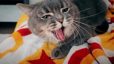 A cute gray british cat sleeps Stock Footage 290092326