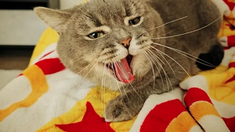 A cute gray british cat sleeps Stock Footage 290092428