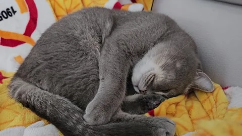 A cute gray british cat sleeps Stock Footage 290092452