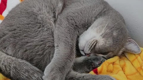 A cute gray british cat sleeps Stock Footage 290092511