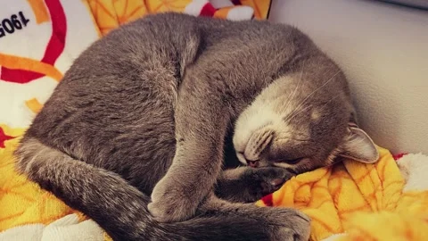A cute gray british cat sleeps 스톡 동영상 290092522