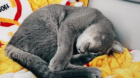 A cute gray british cat sleeps Stock Footage 290092593