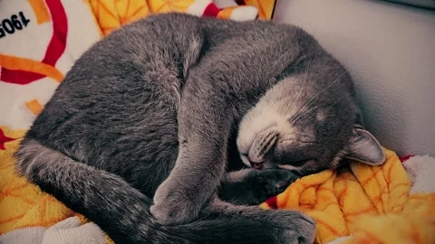A cute gray british cat sleeps Stock Footage 290092709