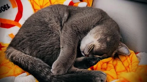 A cute gray british cat sleeps Stock Footage 290092739