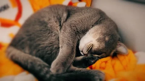 A cute gray british cat sleeps Stock Footage 290092786