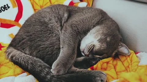 A cute gray british cat sleeps Stock Footage 290092834
