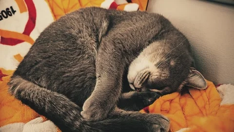 A cute gray british cat sleeps Stock Footage 290092882