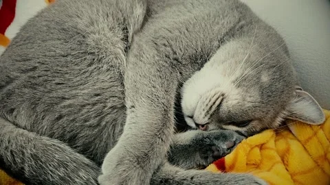 A cute gray british cat sleeps Stock Footage 290092933