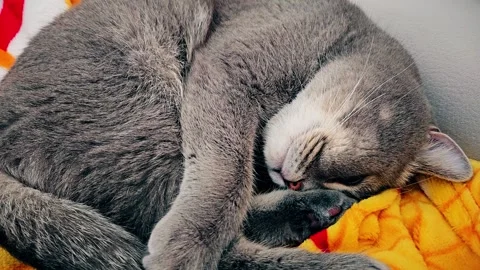 A cute gray british cat sleeps Stock Footage 290092973
